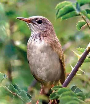 A WARBLER SINGS AGAIN